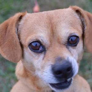 Meet your Posher, Frank